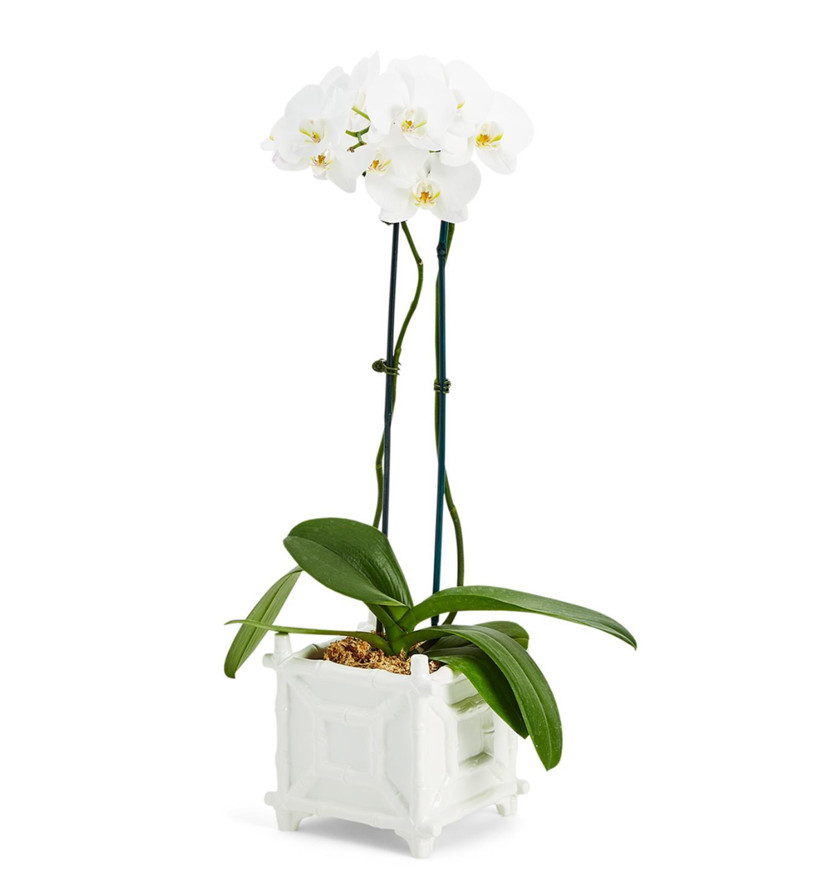 Hampton Faux Bamboo Cachepot - Ceramic