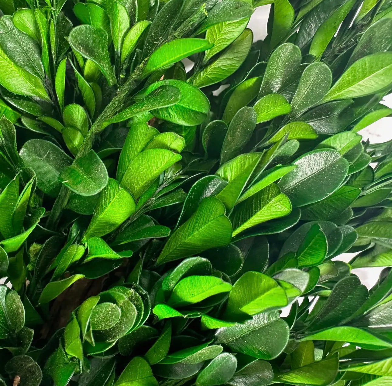 21’ Preserved Boxwood Wreath