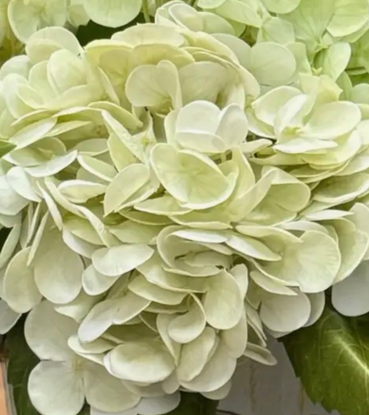 Real Touch Ivory Hydrangea Stem-12.5in